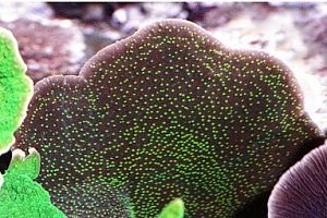 Chokolade minut montipora