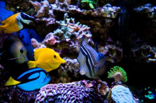 Siganus unimaculatus, Zebrasoma scopas, Paracanthurus hepatus, Zebrasoma flavescens og Zebrasoma desjardinii