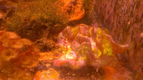 Welsophyllia. Skidt billede, dårligt lys og mobil er en skidt kombi. Men man kan da se, at korallen er oppustet.