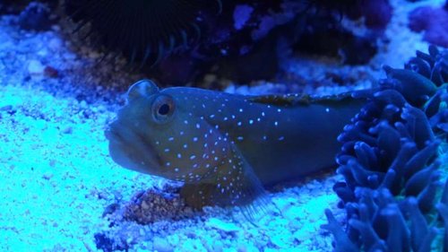 Watchman goby.