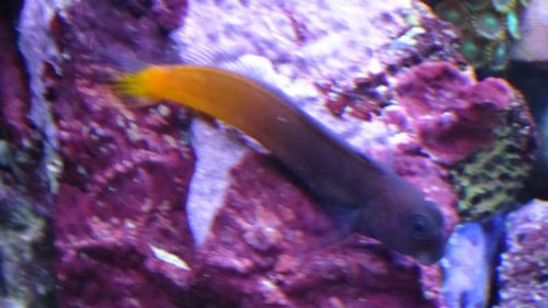 Goby (Bicolor Blenny)