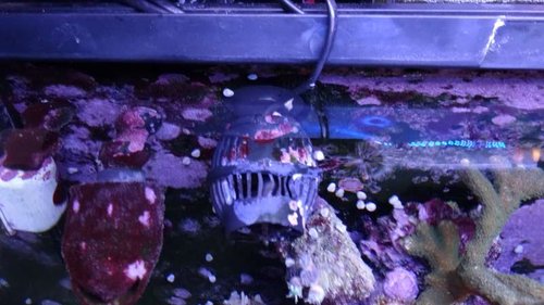 Pumper) akvariet har 2 hydor Koralia på  900 l stk. 2 af de orginale red sea max pumper på 550 l stk. I alt er der et flow på 2900 l i timen.<br />Fisk/bløddyr)