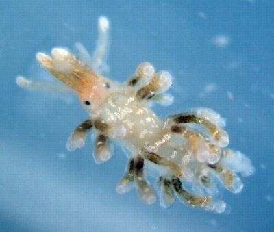 Aeolid which eats Acropora