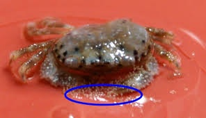 SPS polyp ædende krabbe - typisk Acropora