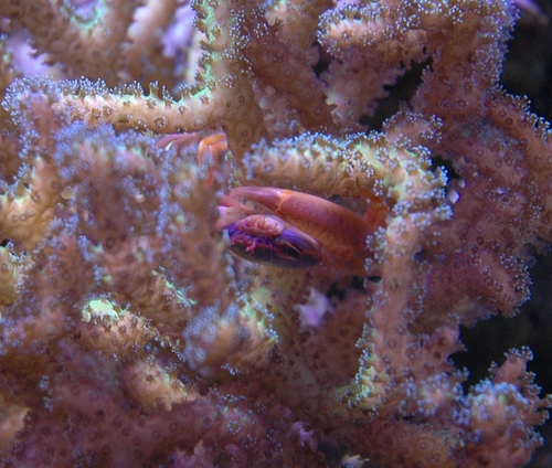 Acropora-krabbe