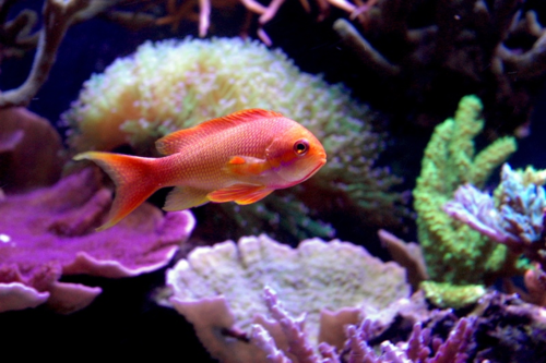 Pseudanthias squamipinnis