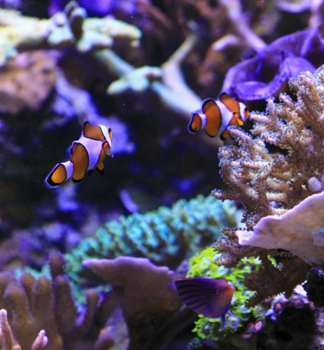 Amphiprion ocellaris og Pseudocheilinus hexataenia