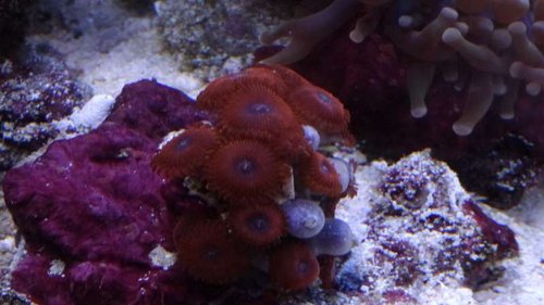 Superman Zoa