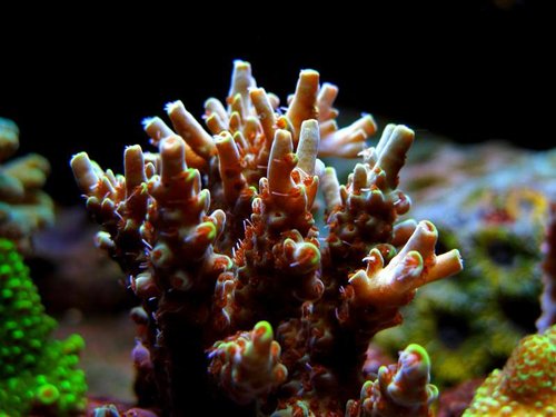 Acropora microclados gul/grøn