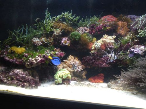 De første koraller efter 2 måneders indkøring (1)