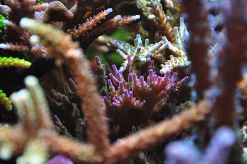 Acropora tricolor