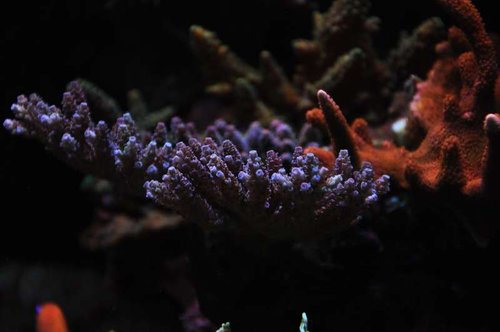 Acropora millepora