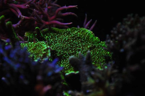 Montipora sp.