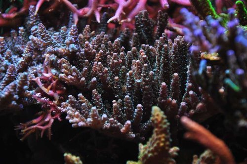 Acropora sp.