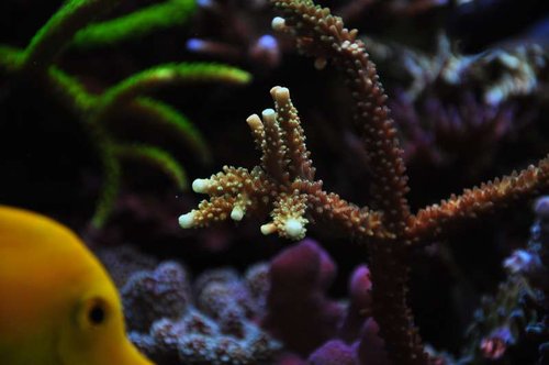 Acropora sp.