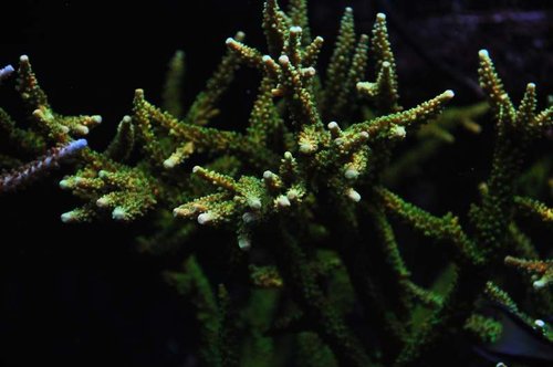 Acropora sp.