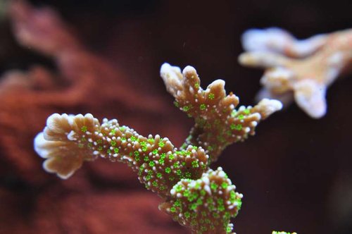 US Montipora sp. (makro)