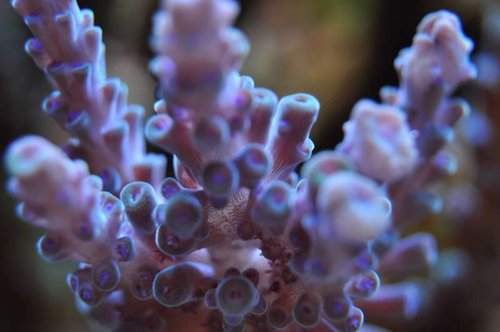 Acropora sp. (makro)