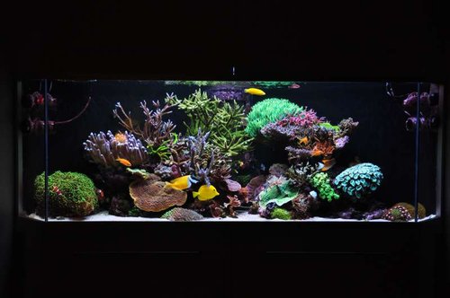 FTS