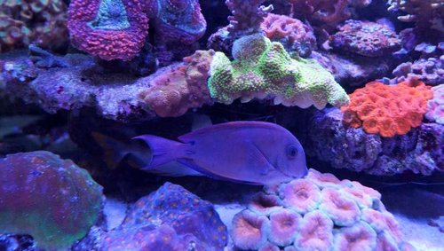 Siganus Magnificus og Acanthurus Nigrofuscus