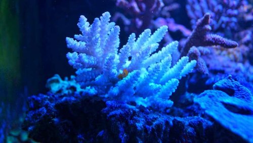 Gobiodon okinawae i Acropora