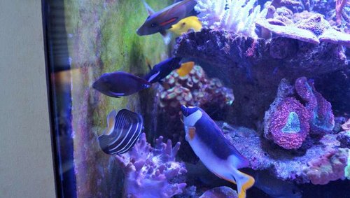 Acanthurus Nigrofuscus, Zebrasoma Veliferum, Acanthurus Olivaceus, Zebrosoma Xanthurum, Zebrasoma Flavescens og Siganus Magnificus