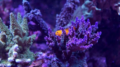 Gobiodon okinawae i Acropora