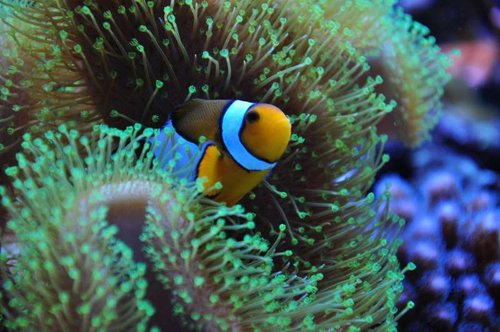 Amphiprion ocellaris kigger ud