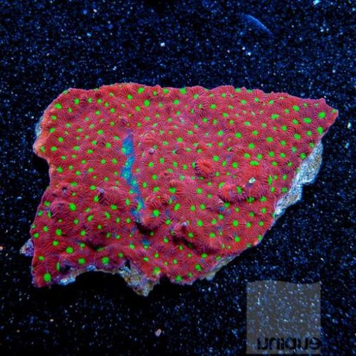 UC3inch-aussie-favites-pentagona-war-coral-118.jpg