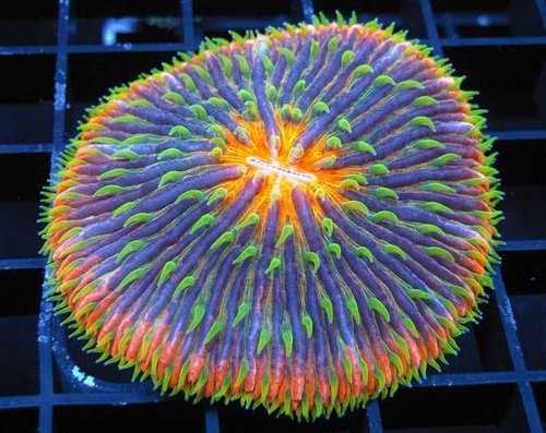 Ultra-Plate-Fungia.jpg