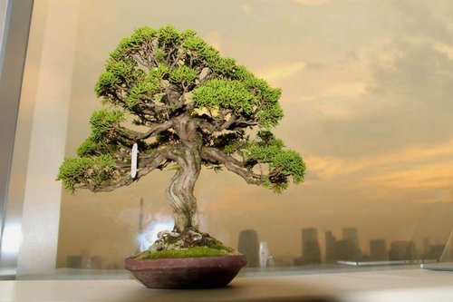 Bonsai træ