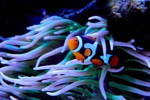 Amphiprion percula