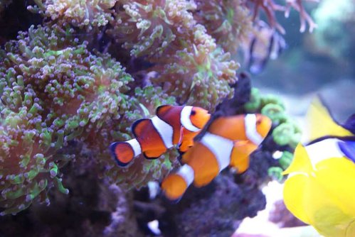 Amphiprion ocellaris, Pterapogon Kauderni, Zebrasoma Flavescens og Paracanthurus Hepatus