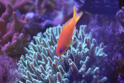 Rørorm og Pseudanthias Squamipinnis