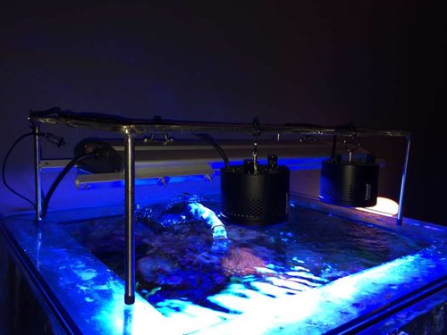 Kessil A360WE LED x 2 + ATI T5 lampe