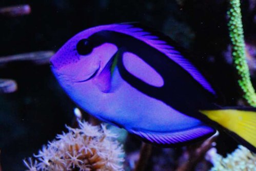 Paracanthurus hepatus