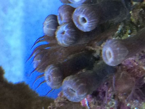 Zoa