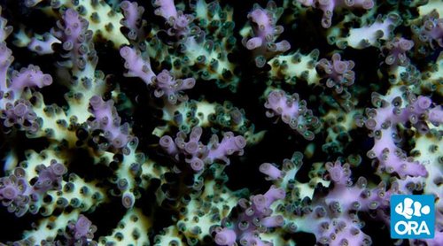 Ora Acropora &quot;Pearlberry&quot;