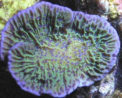 Reeffarmers Montipora spec. Flower petal polyps&quot;