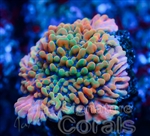 Jason Fox Pink passion Porites