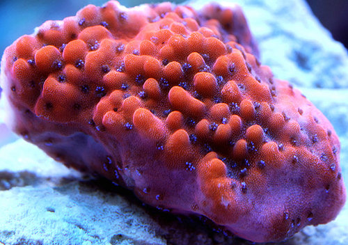 Montipora &quot;mystic monti&quot;