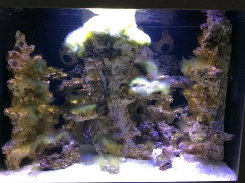 Akvariet fyldt med vand og fuld gang i den grønne algefase