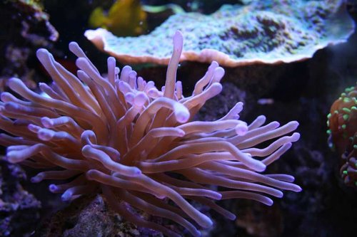 Anemone (lilla)