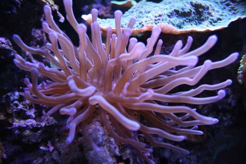 Anemone (lilla)