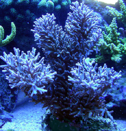 Acropora echinata