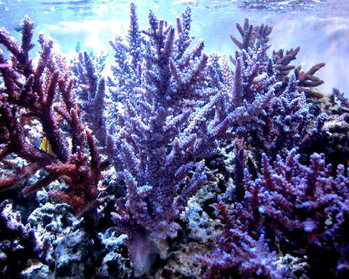 Acropora tortuosa