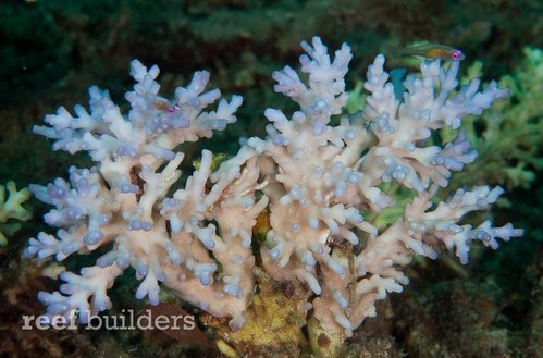 Det her er en A.aculeus fra Reefbuilders. Når man søger på navnet, så er stort set alle billeder fra RB. Dette er den blå type. Den er åbenbart ikke så almindelig i akvarierne hos folk.