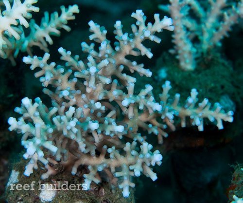 Acropora Navinii