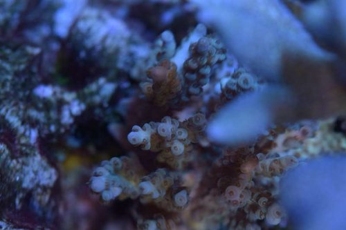 Min Acropora navinii. Den står ret svært tilgængeligt og er vanskelig at tage billeder af.<br />Billedet her er et top down skud. Taget den 16.07.16<br />Foto: Charlie Saltvand