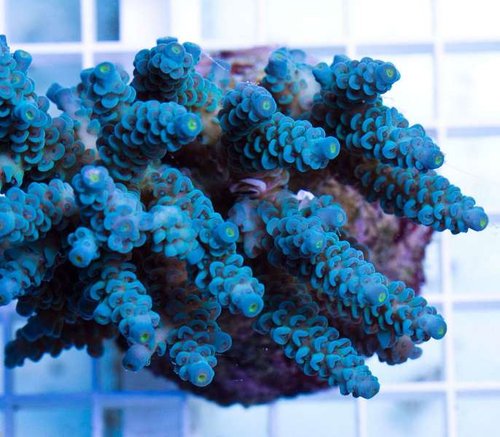 Acropora batunai &quot;blå&quot;